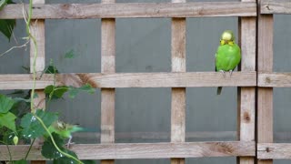 Beautiful parrot and wooden fence