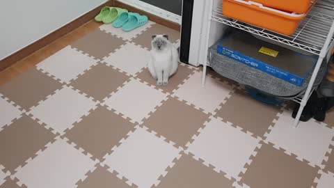 waiting to give cat a nice snack!