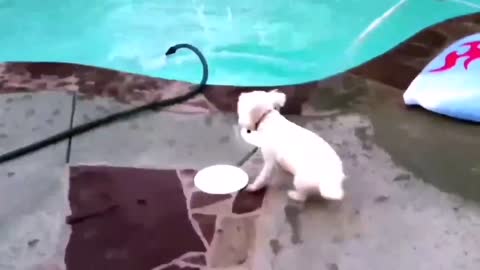 Dog tries to catch hose as its on the loose