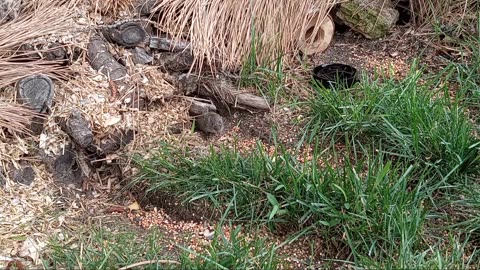 Wild Gerbils Get Peanutbutter On Crackers & Mr.Blue Jay Shows Up