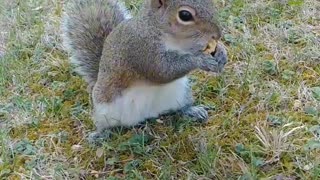 Squirrel knows she's love ❤️