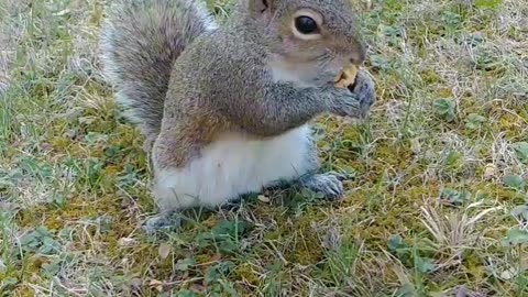 Squirrel knows she's love ❤️