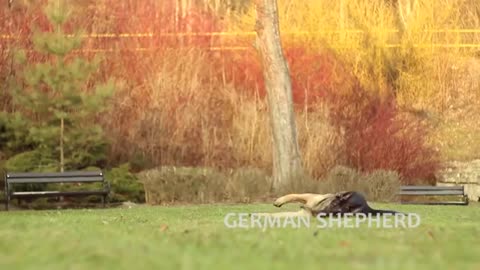 Train dog German shepherd