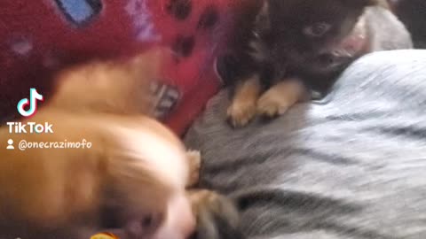 And the final one Chihuahua tug of war 5