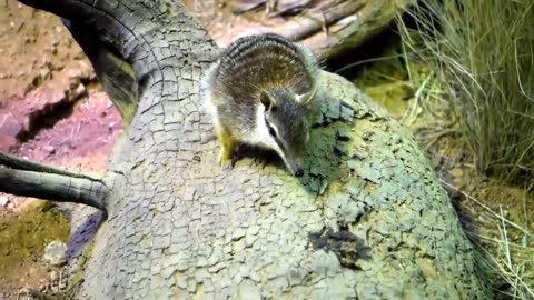 Numbat facts also known as banded anteaters Animal Fact Files