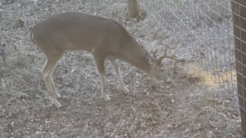 BIG BUCK ARROWED IN TEXAS (DOUBLE-LUNG)