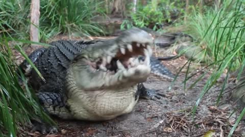 crocodile attacks and eats capybara