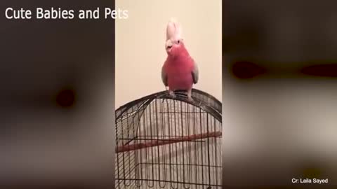 Funny Parrots Videos Cutiest Moments