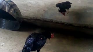 Cranky Chicken Fights Its Own Reflection