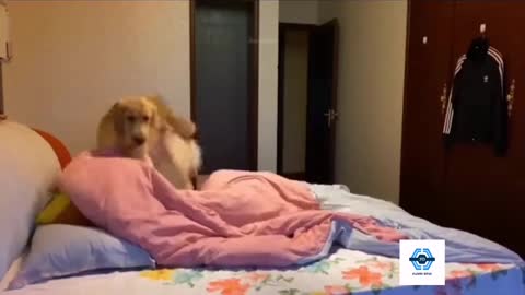 Funny dogs videos Funny dogs videos of all time that make you laugh out loud