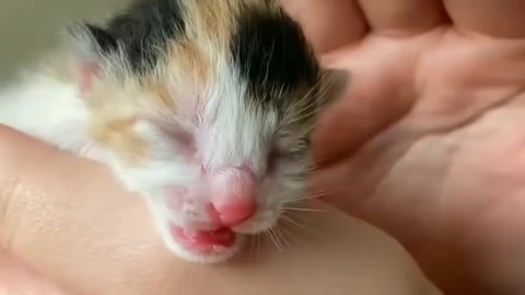 Just born kitten 🐈 Adorable or not ?