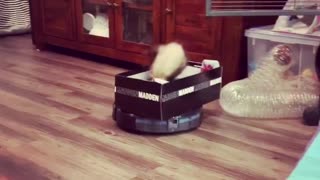 Ferret Goes For a Vacuum Robot Ride