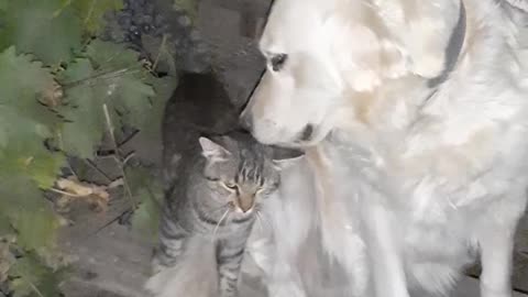Kat and dog.