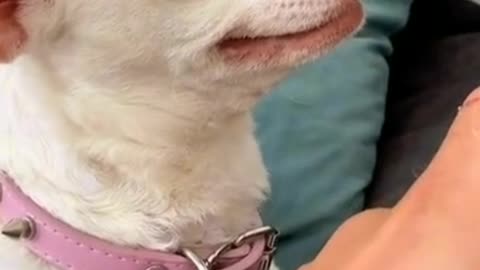 Annoyed Dog Bit his Owner. Watch until the End.