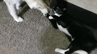 Fearless cat stands up to overly-playful husky