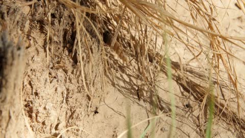 A Great Basin rattlesnake slithering in the desert