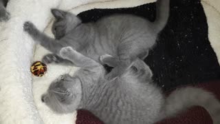 British shorthair kittens playing