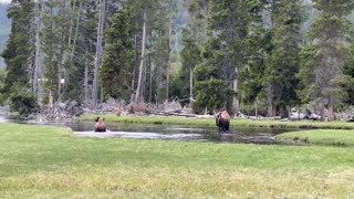 Bison Takes Unexpected Tumble Into Water