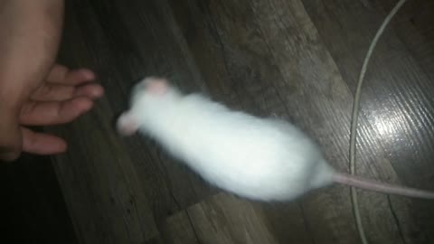 I wake up to find an albino mouse in my room !