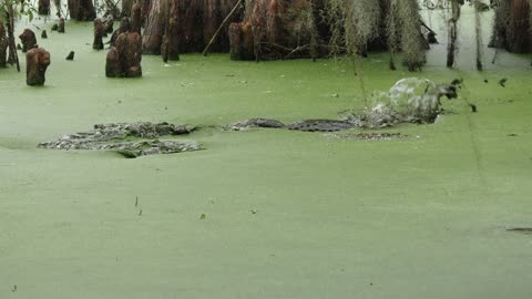 Alligator fishing in a green swamp