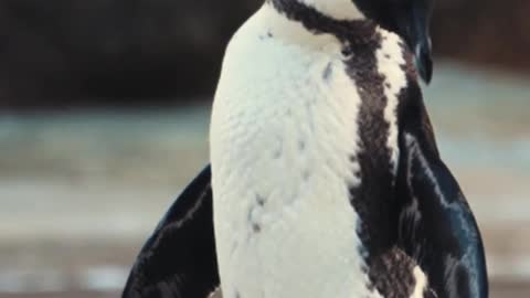 African-Penguin