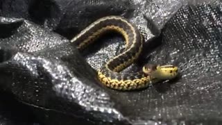 Snake trying to bite camera