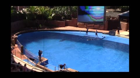 Ushaka Marine Dolphin Show (Full show) , Durban , South Africa