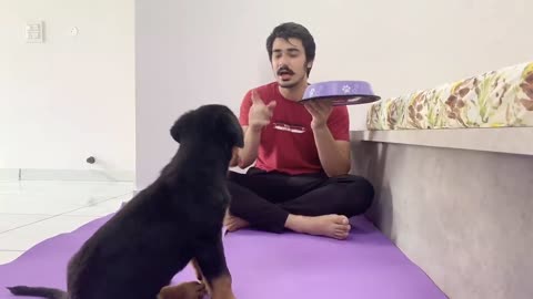 HOW TO TRAIN YOUR PUPPY FOR FOOD DISCIPLINE |