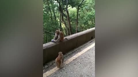Funny Monkeys Stealing and Drinking Sodas