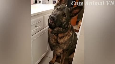 FUNNY_ANIMAL_VIDEOS_2024😸_-_😂Funniest_Cats_and_Dogs_😺🐶!