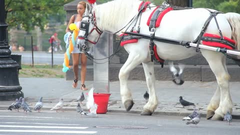 White Horse and Carriage