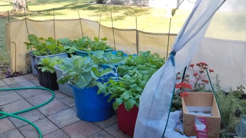 Deb's Tote garden February 2024