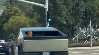 Dog Rides in Back of Cybertruck