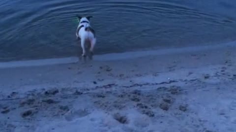 White dog chasing green laser into water