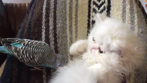 White Persian kitten interacts with friendly parrot