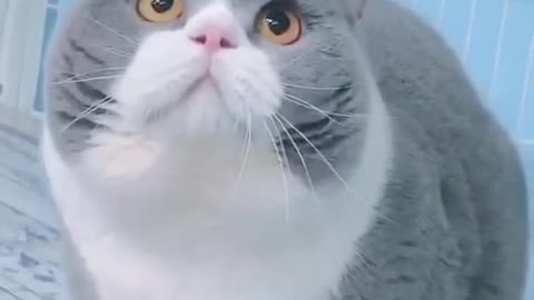 Cute and Funny Cat Videos to Keep You Smiling!