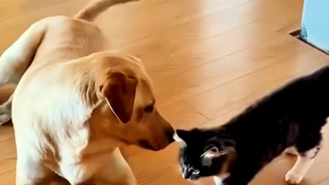 funny cat and dogs 🎥 92 #shorts #funnycatanddogs #cute #pets