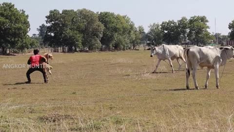 Fake Tigers Prank on Cow So Funny fantastic Laughly Funny Prank 2021