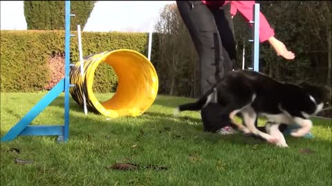 Agility training for puppies