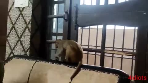 Dog monkey funn
