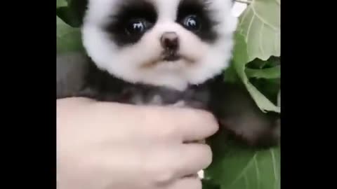 Baby animal SO cute