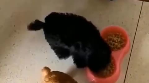 BABY DOG CUTE CUTE EATING TIME
