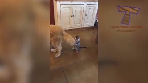 CAT playing with DOGS TALE😂😂