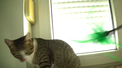 Funny Kitten Catches the Flying Feathers