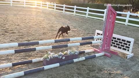 Slowmo black rottweiler jumps horse fence