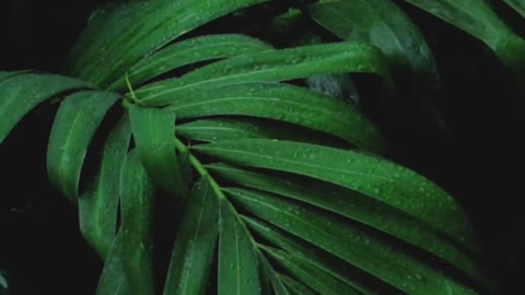 rain falling on green palm leaves