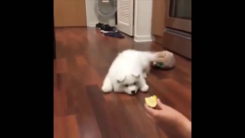 Puppy tries lemon for the first time in his life look at this cuteness