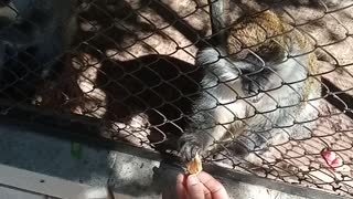 Monkeys eat cookies