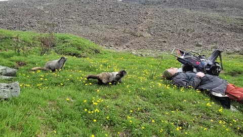 Family of Hoary Marmots Use Sweat as a Salt Lick