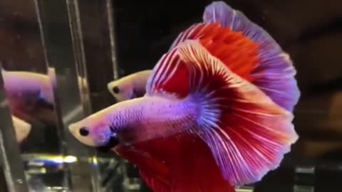 Most Beautiful Fish 🐋 Betta Fish 🐠